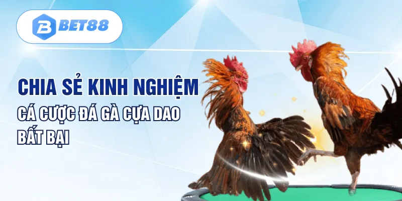 Chia sẻ kinh nghiệm cá cược đá gà cựa dao bất bại Chia sẻ kinh nghiệm cá cược đá gà cựa dao bất bại